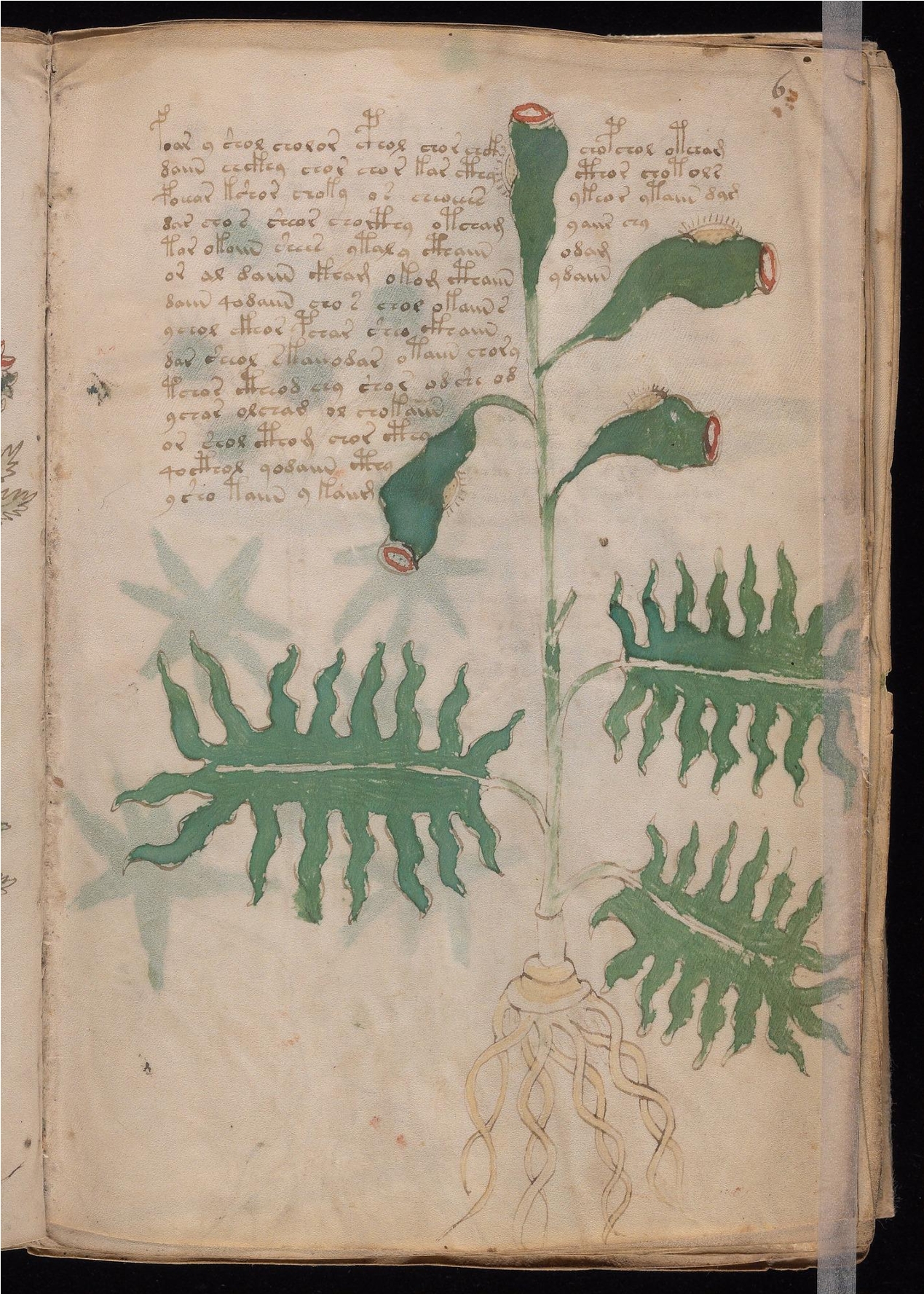 Original manuscript of Folio 6r